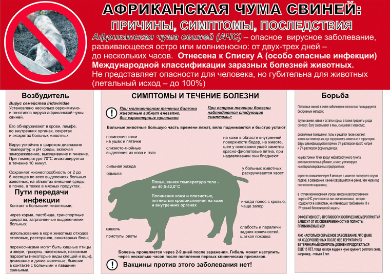 Африканская чума свиней (АЧС) – особо опасная высококонтагиозная вирусная болезнь домашних и диких свиней (кабанов).